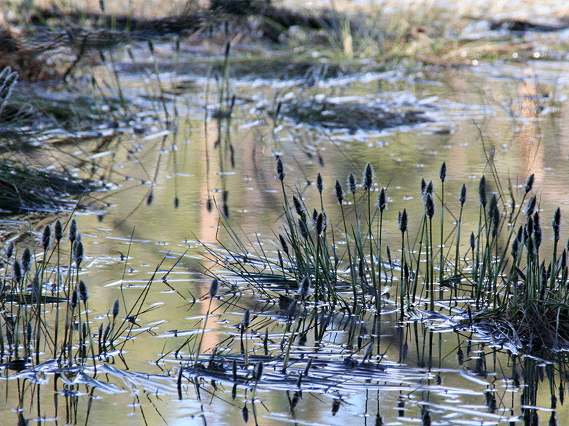 WWT Wetland Centre