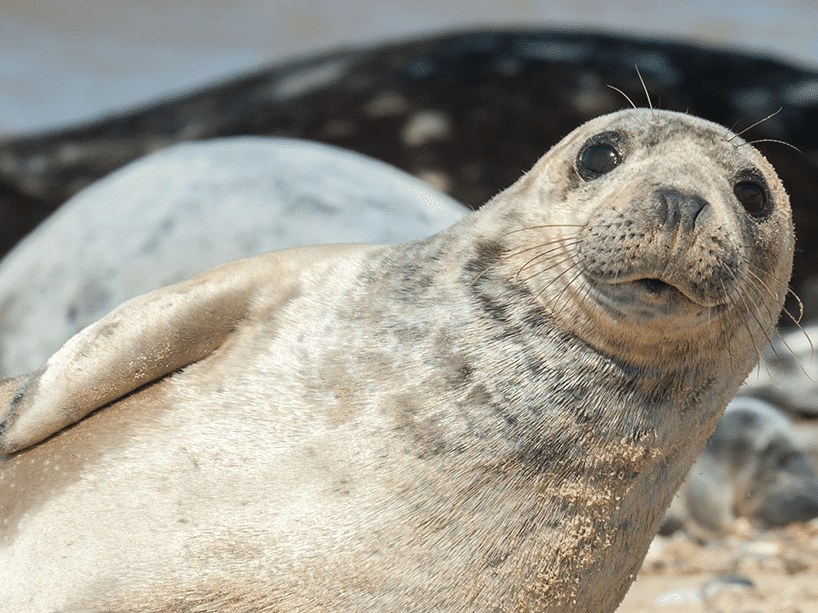 Cornwall & The West Country Geography Tour Cornish Seal Sanctuary-min